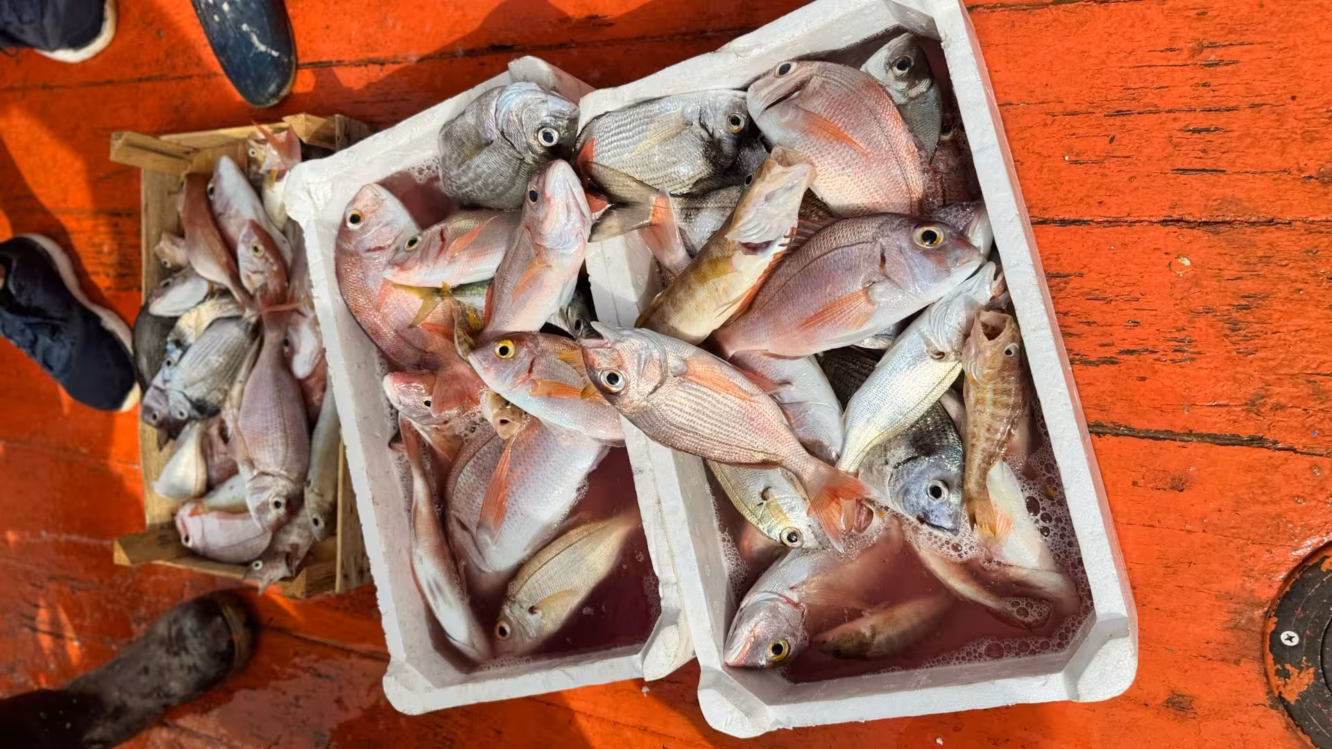 Freshly caught fish displayed on a fishing boat deck during Trapani Egadi Islands fishing tour.