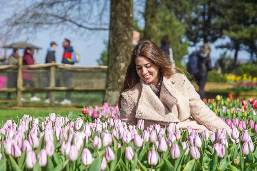 Traveler relaxing among pink tulips at Keukenhof Gardens near Amsterdam, highlight of Keukenhof and Giethoorn tour