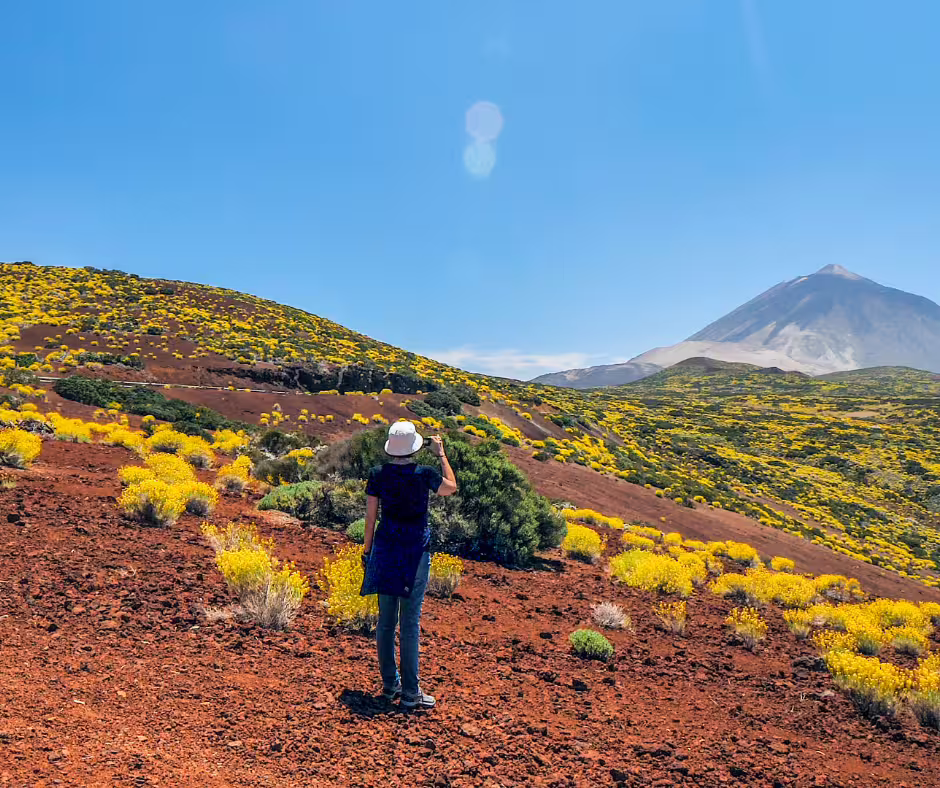 Traveler enjoys vibrant yellow flora with Mount Teide in the background on a sunny day in Tenerife.