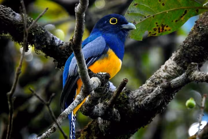 Colorful tropical bird in natural habitat, ideal for birdwatching on the Tenorio wildlife safari boat tour.