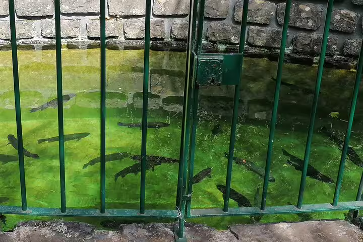 Trout swimming in a clear, fenced pond at Ribeiro Frio, a popular attraction on the Portela tour route.