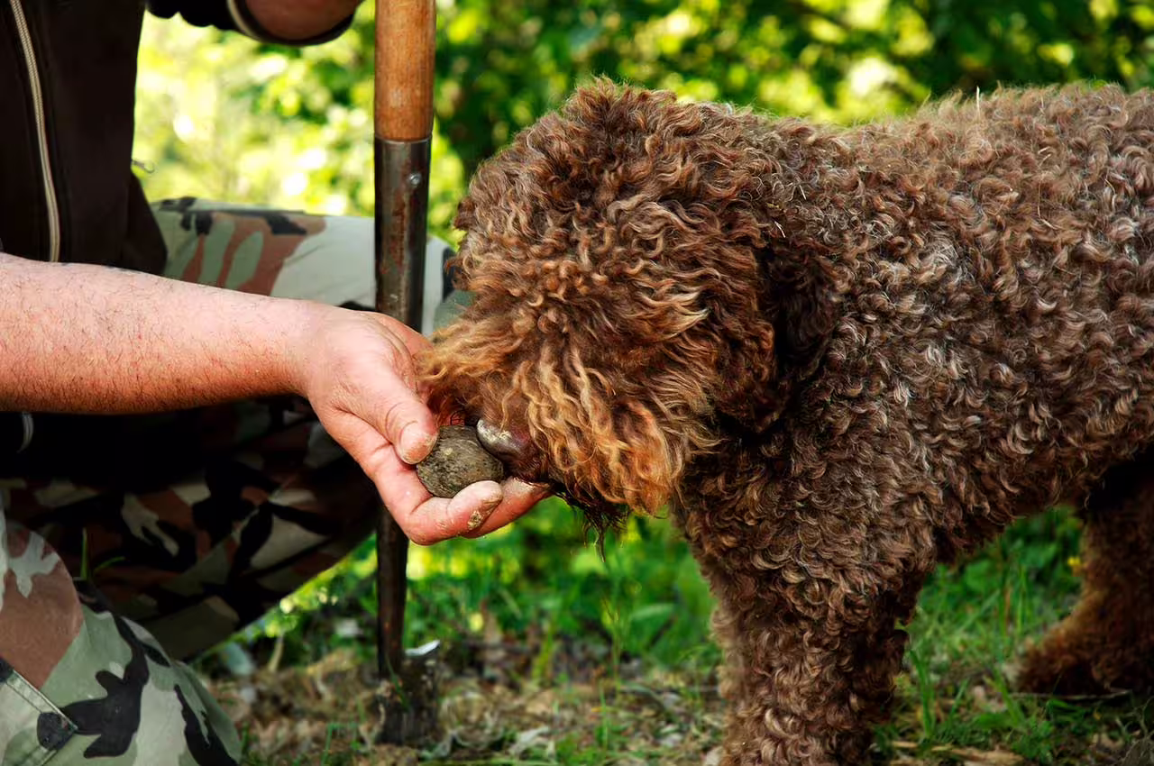 Truffle dog presenting a found truffle to handler on Frantoio Buonamici truffle hunting tour in Fiesole, Tuscany