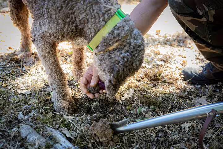 Truffle dog and guide uncovering a truffle in the woods on an authentic Tuscany truffle hunt with Chianti wine tasting