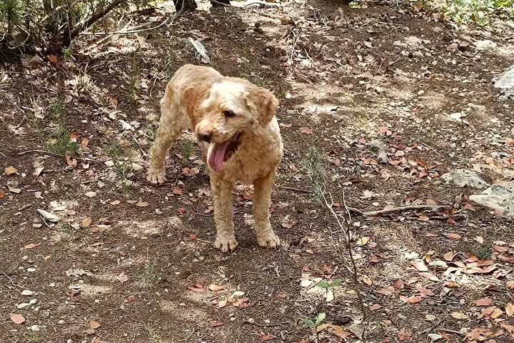 Happy truffle hunting dog resting in a sunlit Tuscan woodland on a Chianti food and wine experience