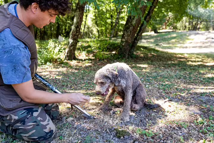 Local guide training a truffle hunting dog in a sunlit Tuscan forest during an authentic Chianti countryside experience