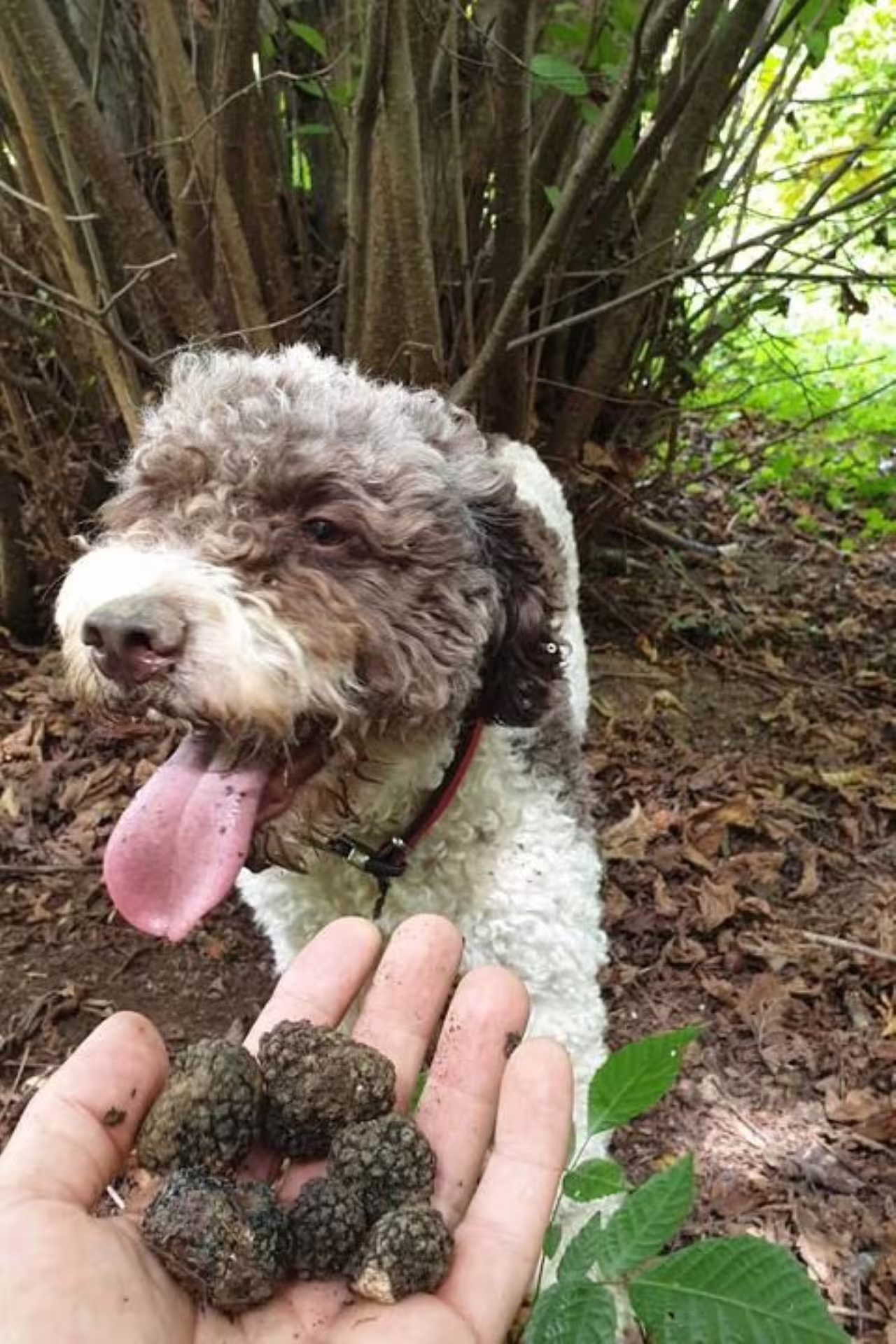 Truffle hunting dog with freshly found Tuscan truffles on hand at Frantoio Buonamici, Fiesole
