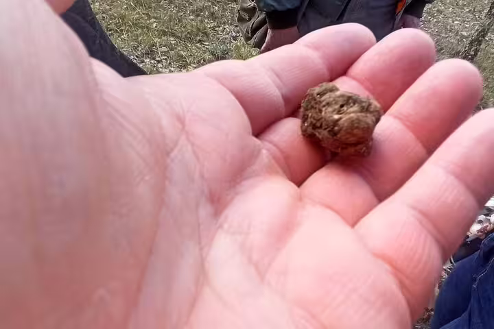 Hand holding a freshly unearthed truffle during a guided truffle hunting experience with lunch and Chianti wine tasting