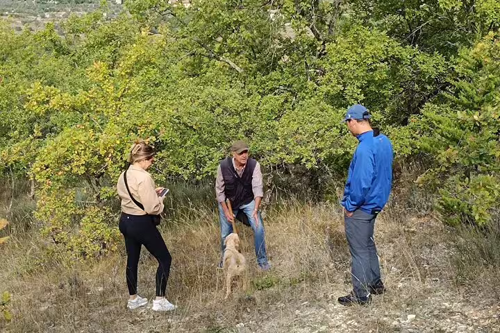 Small group with guide and truffle dog exploring a sunlit Tuscan woodland on a Chianti truffle hunting experience