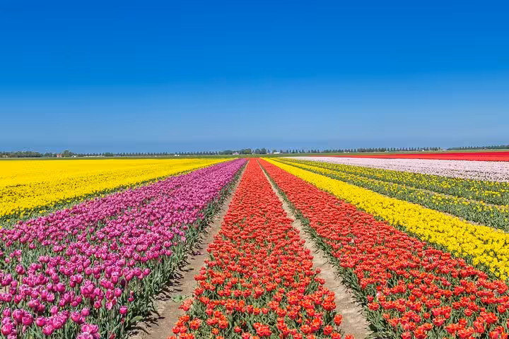 Colorful tulip fields on the Noordoostpolder Tulip Route, scenic day trip from Amsterdam in spring