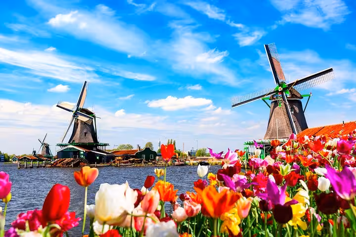 Colorful tulips with Zaanse Schans windmills on a private Zaanse Schans and Volendam tour from Amsterdam