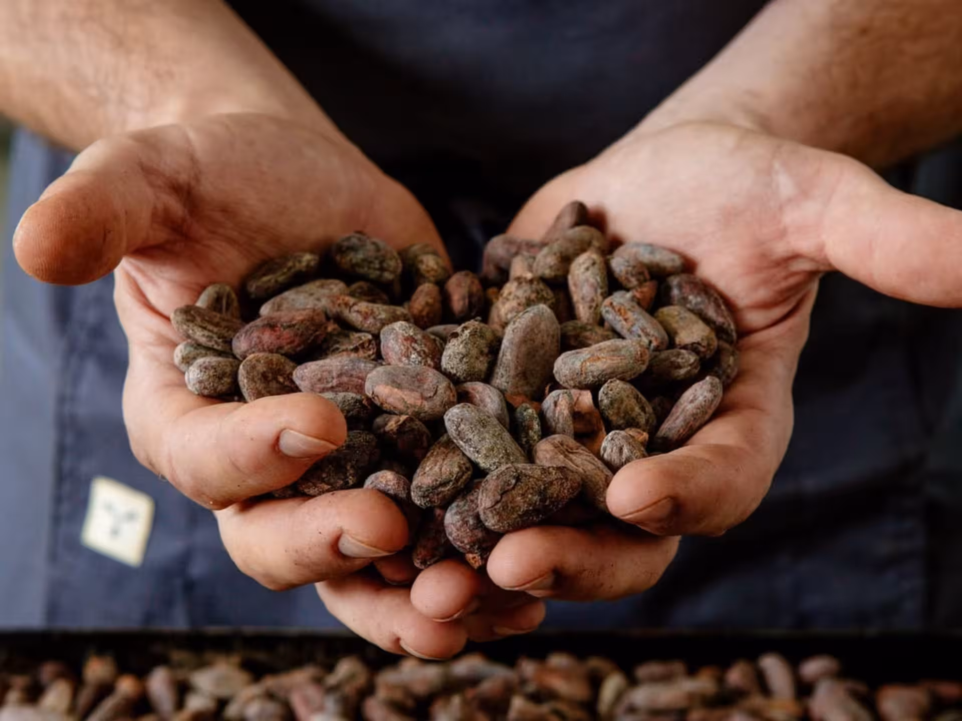 Hands gently cradle cacao beans, showcasing the raw ingredients at the Turin Chocolate Factory tour and tasting.
