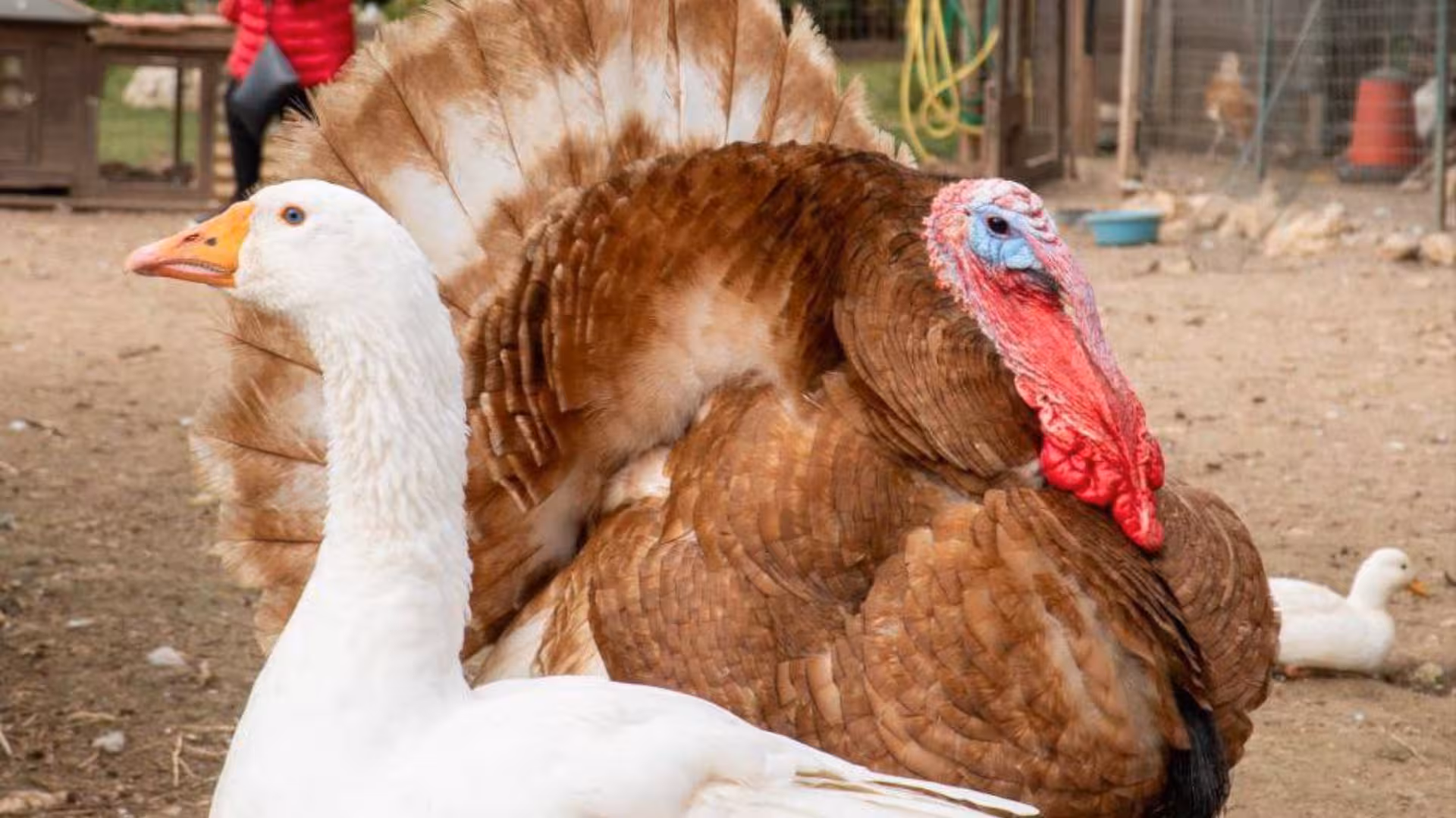 A turkey and goose, side by side, enjoying the outdoor space at Olmedo's animal shelter.