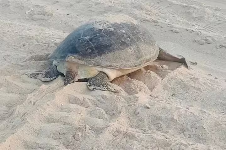 Close-up of turtle nesting on sandy Ras Al Hadd beach, emphasizing unique wildlife encounter during overnight tour.