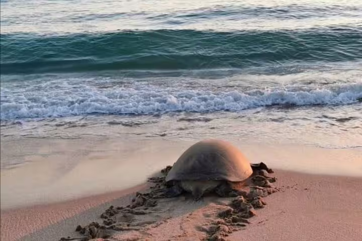 Turtle heading towards waves on Ras Al Hadd shore at sunset, showcasing serene overnight camping adventure.