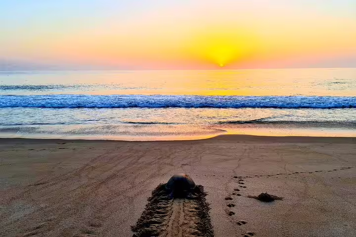 Turtle returning to ocean at sunrise on Ras Al Hadd beach, highlighting serene overnight camping tour experience.
