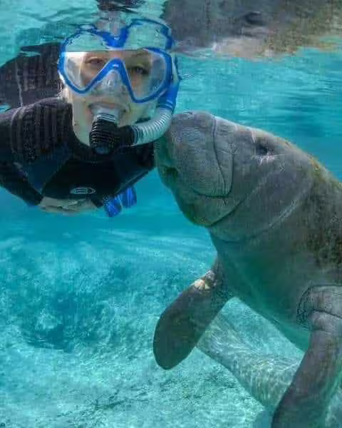 Close-up snorkeling with manatee in Port Ghalib, Red Sea lagoon, turtles and manatees snorkeling excursion
