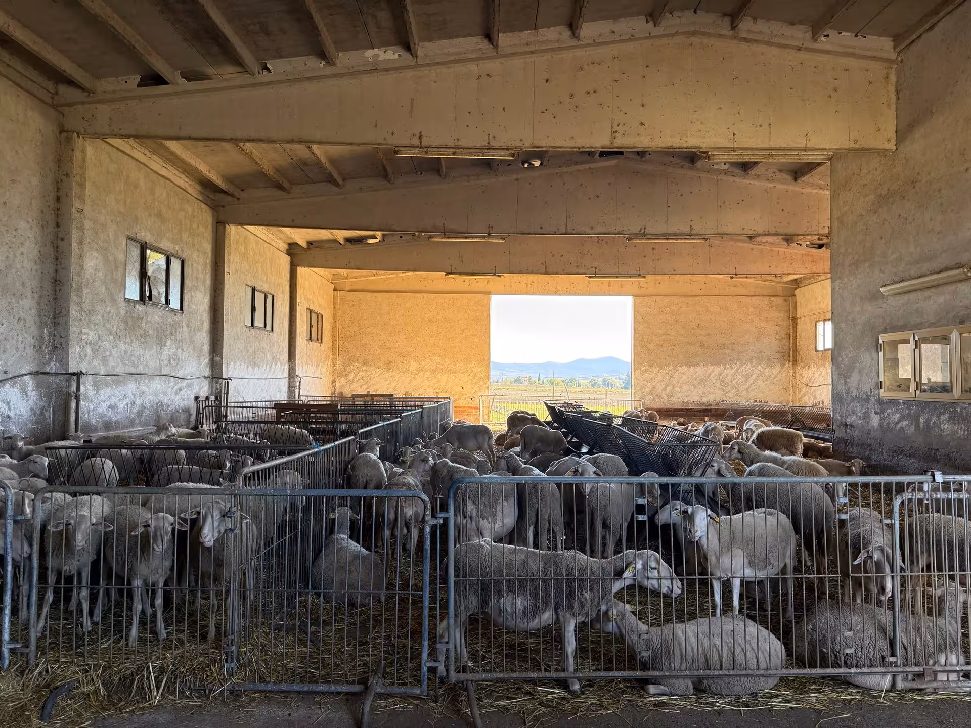 Sheep inside a rustic barn with scenic views of the Tuscan countryside in the background.
