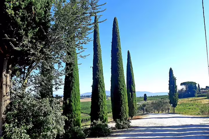 Cypress-lined farm road near Pisa and Lucca on a sunny day, showcasing Tuscan countryside views for a private wine tour