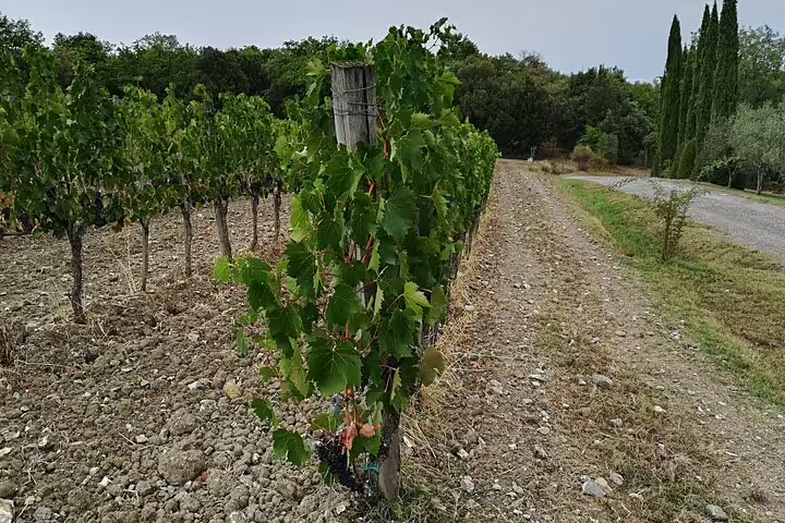 Close-up of Tuscan grapevines and country lane on Pisa and Lucca private tour with vineyard wine-tasting from La Spezia port