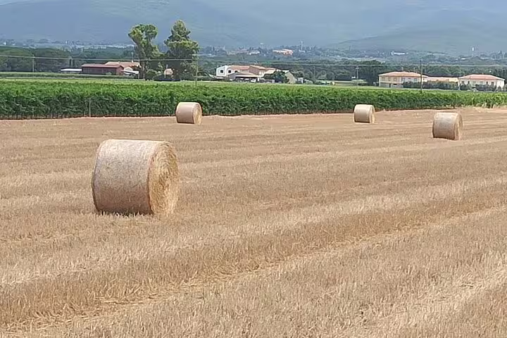 Golden hay bales in a Tuscan field along the scenic countryside route of the Pisa & Lucca private tour from La Spezia