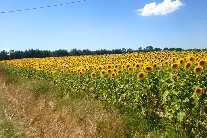 Vibrant sunflower field under a clear blue sky in the picturesque Tuscan countryside.