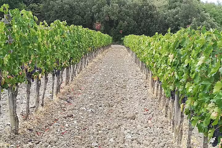 Neat rows of green vines in a rocky Tuscan vineyard near Montalcino, perfect setting for Brunello and Chianti wine tours