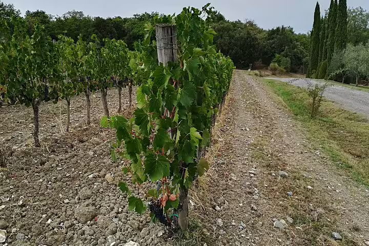 Sunlit vineyard rows in the Tuscan countryside near Montalcino, ideal setting for Chianti and Brunello wine tasting tours