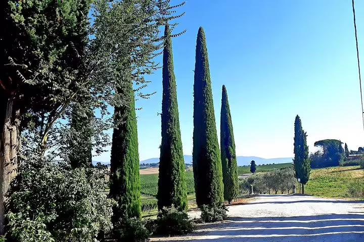 Cypress-lined country road through rolling Tuscan vineyards on a sunny PRIVATE TOUR of Volterra and San Gimignano