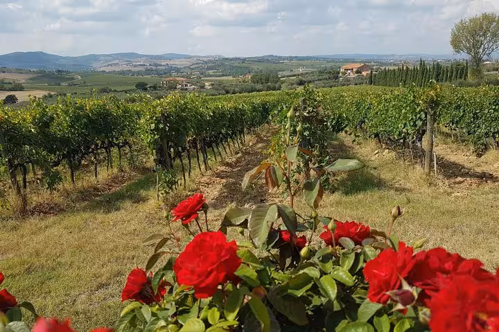 Tuscan vineyard panorama with red roses, rolling hills and wineries on an 8-day private medieval villages tour