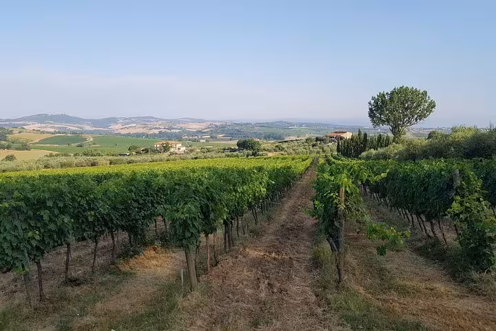 Rolling Tuscan vineyard landscape, wine tasting stop on 8-day private tour of medieval Tuscan villages in Italy