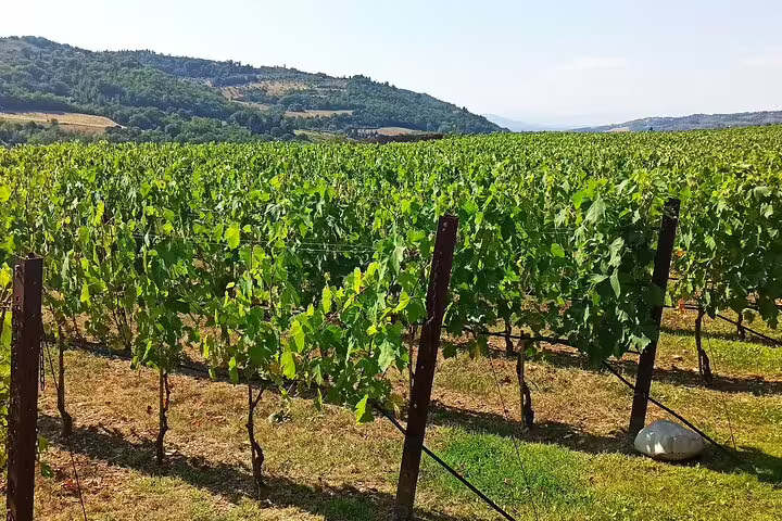 Sunlit Tuscan vineyard near Pisa and Lucca visited on a private wine-tasting tour from La Spezia cruise port