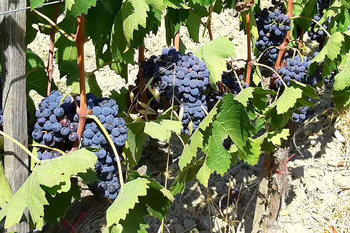 Ripe red wine grapes on vines in a sunny Tuscan vineyard, featured in private Pisa and Lucca farm wine tasting tour