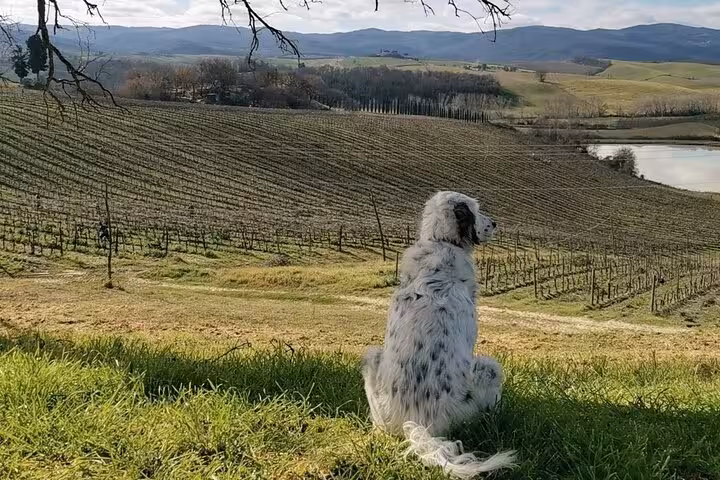 A serene white dog sitting on a grassy hill, overlooking expansive Tuscan vineyards under a vast blue sky.