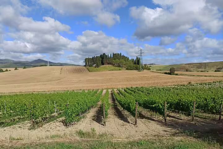Rolling Tuscan vineyards and golden fields under blue skies on a private Pisa and Lucca wine tasting day trip