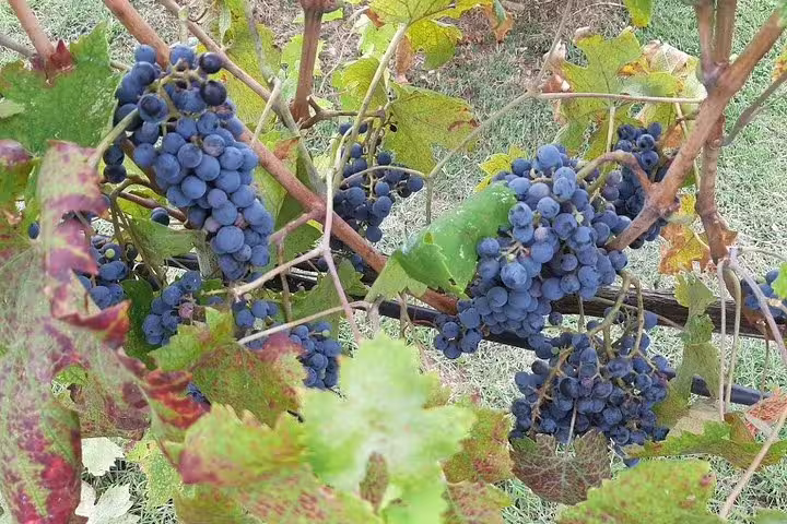 Ripe purple wine grapes hanging on Tuscan vineyard vines visited during private Volterra and San Gimignano wine tasting tour