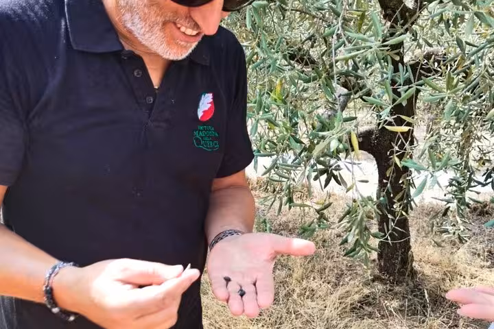 Tourist exploring olive groves in Tuscany during a small group tour of Siena, Cortona, Montepulciano, and Val D'Orcia.