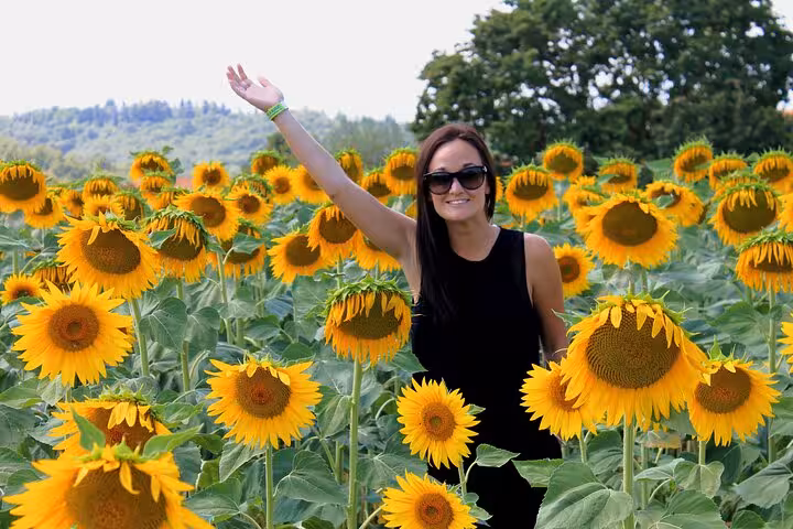 Woman enjoying a sunflower field in Tuscany, a highlight of the Siena, Cortona, Montepulciano, and Val D'Orcia tour.