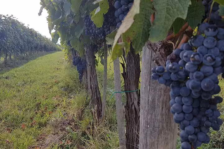 Vineyard row with ripe Italian grapes in Tuscany, countryside wine experience on 10-day Italy tour package