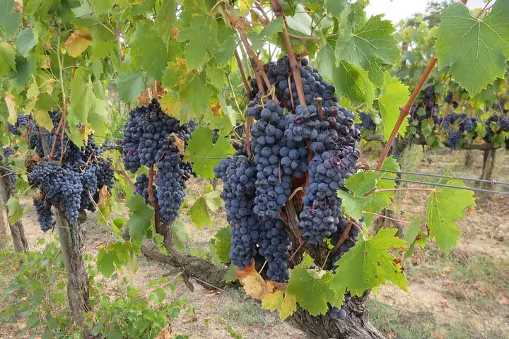 Lush vineyards with ripe grapes in Tuscany, ideal for a wine tour from Florence to San Gimignano.