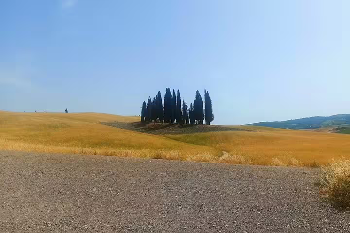 Golden wheat fields and solitary cypress grove under clear blue skies in rural Tuscany on a Brunello wine tasting day trip