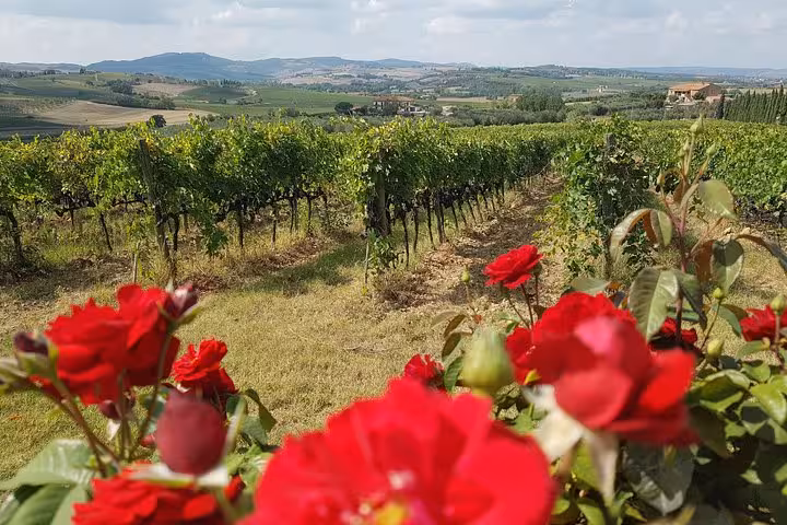 Vigneti della Val d’Orcia a Montepulciano con rose rosse, tour vino e Siena da Firenze in Toscana