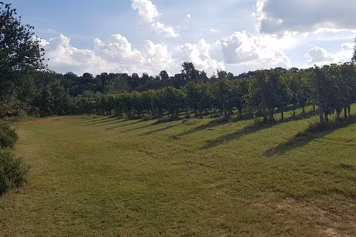 Vigneti in Toscana al tramonto, degustazione vini a Montepulciano e giornata a Siena da Firenze