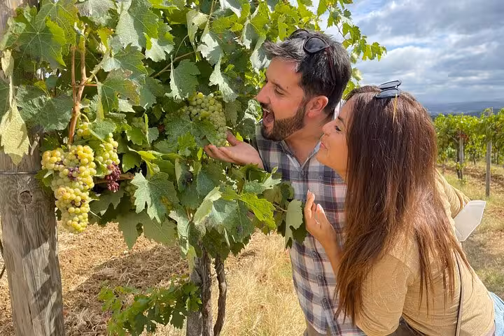 Couple exploring lush vineyards, admiring ripe grapes on a Tuscany wine tour with vibrant greenery.