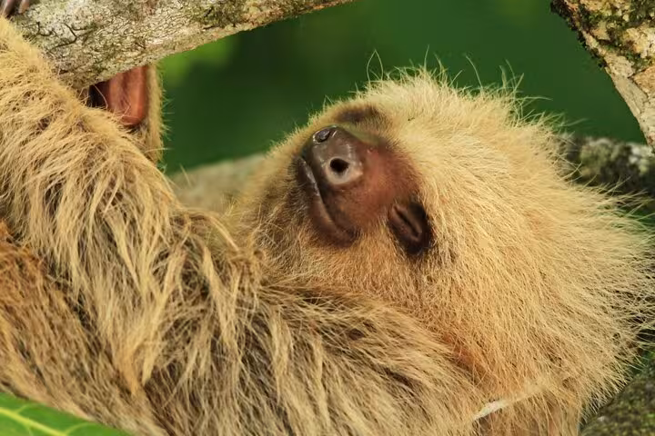Two-toed sloth resting on a tree branch in Manuel Antonio National Park, showcasing Costa Rica's unique fauna.