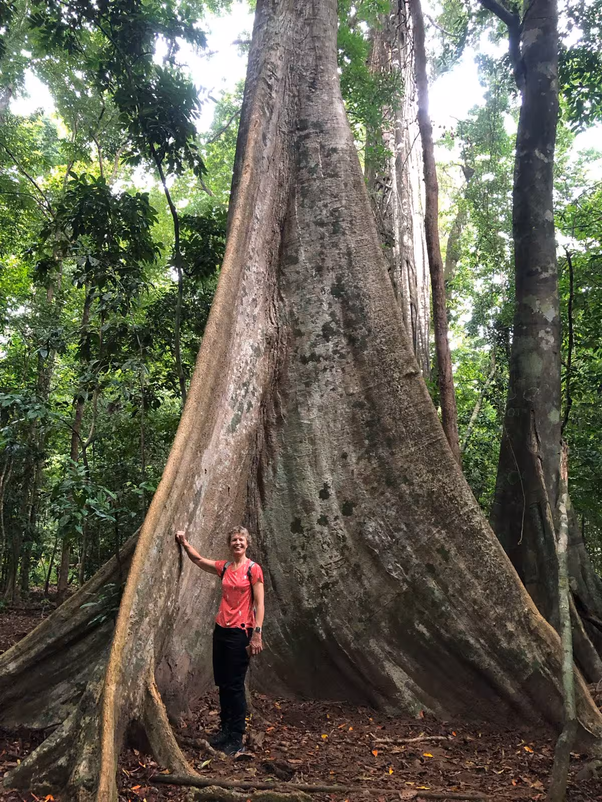 Traveler beside giant rainforest tree on guided Ujung Kulon National Park jungle trek, Banten, Indonesia