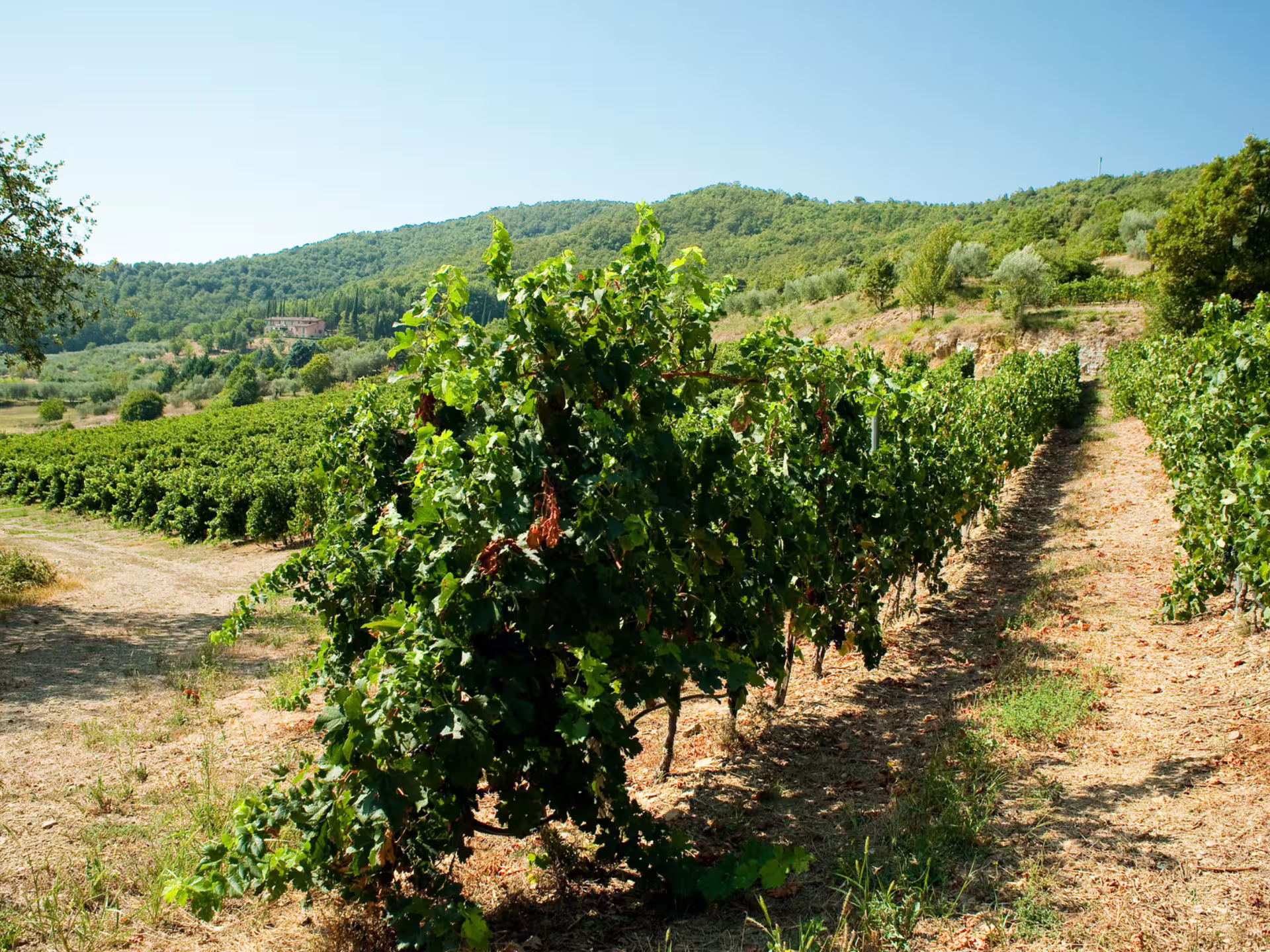 Vineyard rows near Lake Trasimeno on a Perugia winery tour, showcasing Umbrian grapes and hills