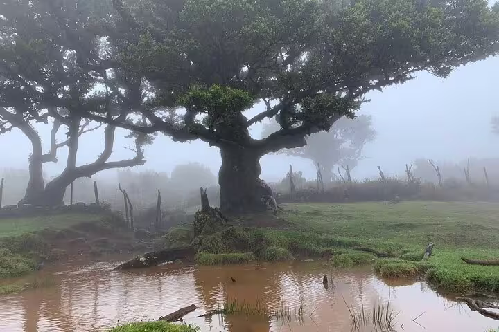 Mystical foggy forest scene with ancient trees and pond on The Untraveled West Tour route.