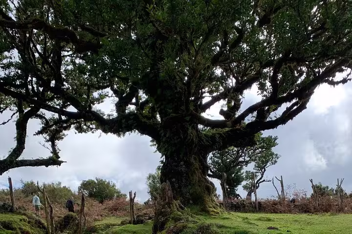 Majestic ancient tree in lush forest setting, perfect for Untraveled West Tour nature enthusiasts.