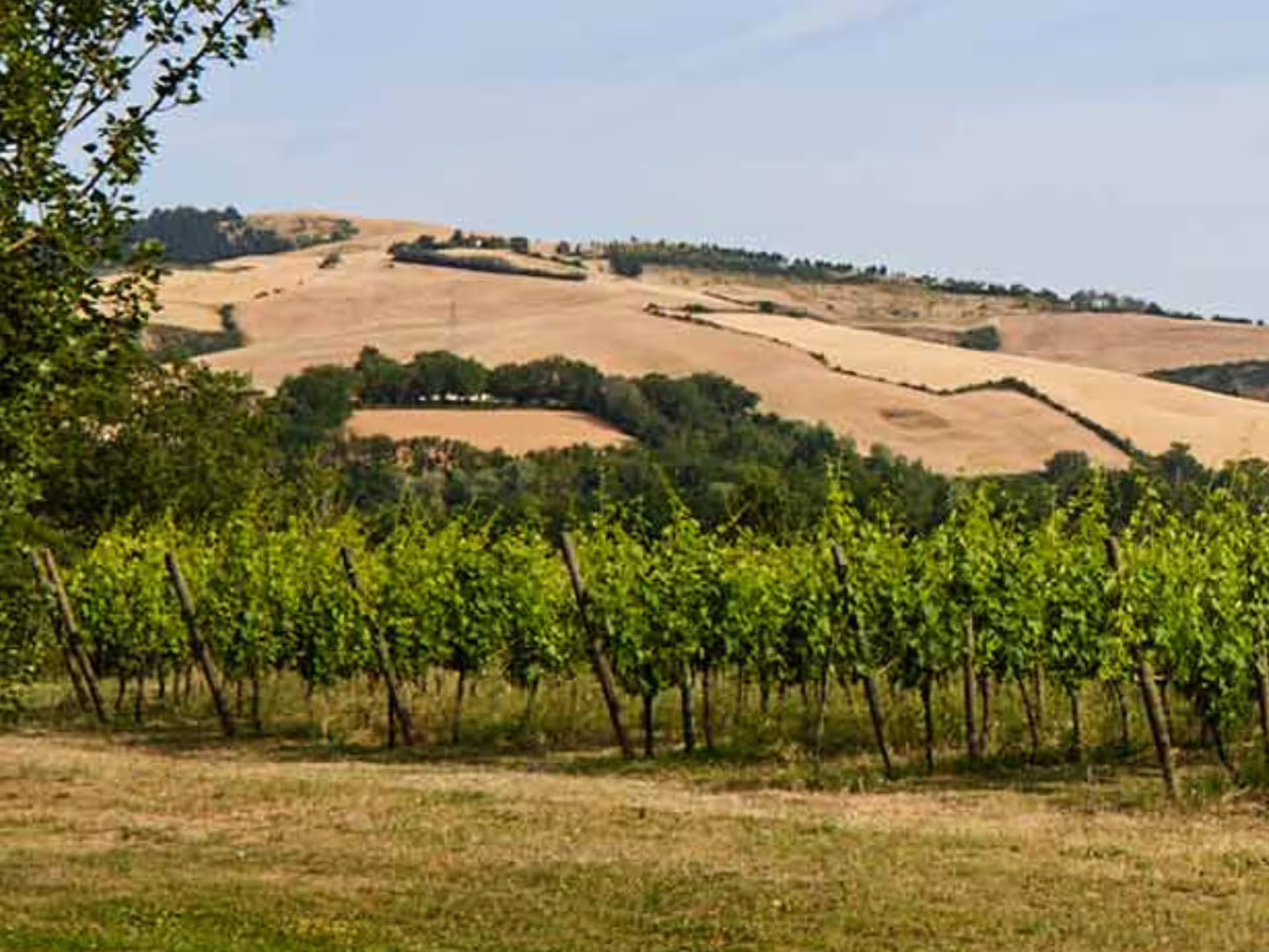 Panoramic Marche vineyards and rolling hills near Urbino, scenic backdrop for boutique winery visit and tastings