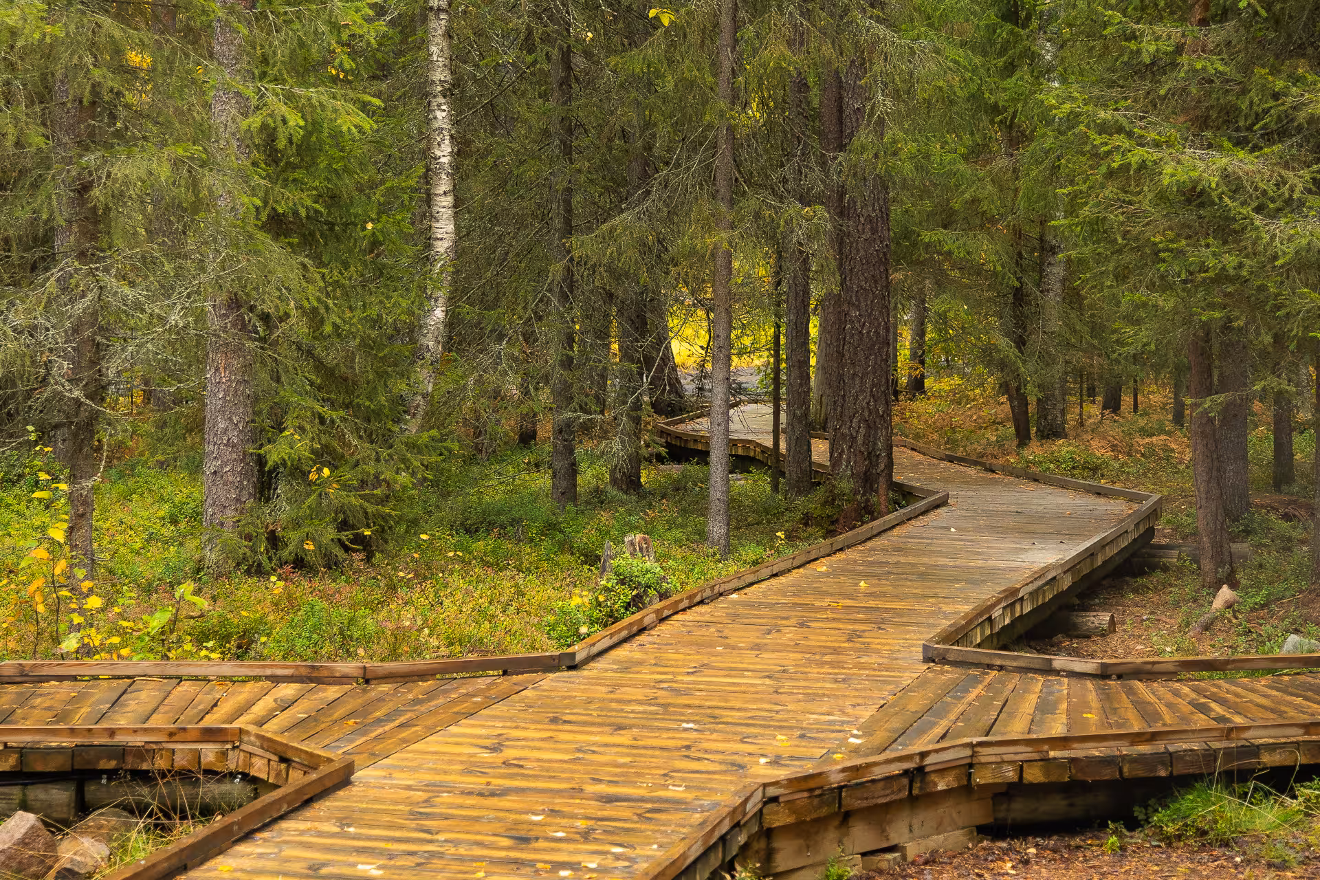 Wooden boardwalk winding through lush greenery on Vaattunkiköngäs Trail, Arctic Circle Forest Hike.